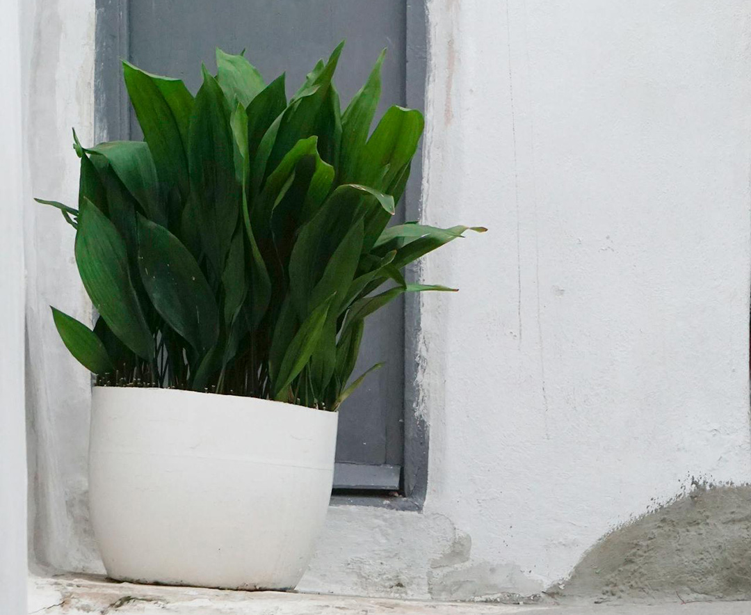 Cast Iron Plant